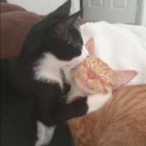 Meet your Posher, Ariana